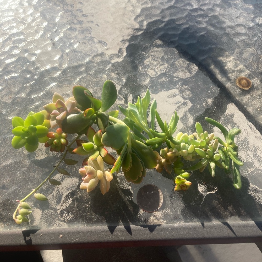 thie7166 succulents